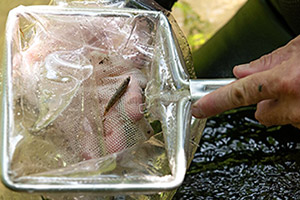 Okaloosa darter (Etheostoma okaloosae)