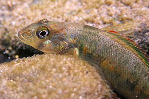 Candy darter (Etheostoma osburni)