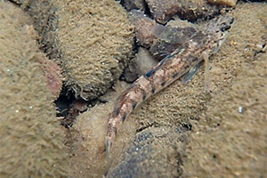 Cherokee darter (Etheostoma scotti)