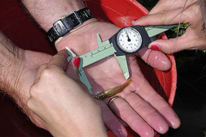 Cherokee darter (Etheostoma scotti)