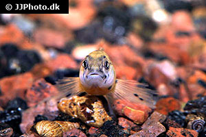 Orangekehliger Springbarsch (Etheostoma spectabile)