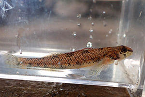 Speckled darter (Etheostoma stigmaeum)