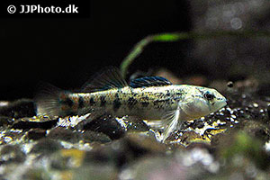 Banded darter (Etheostoma zonale)