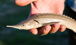 Europäischer Stör (Acipenser sturio) - Copyright by trofimov_pavel (fotolia.com)