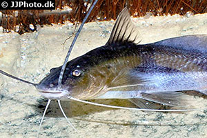 Exallodontus aguanai