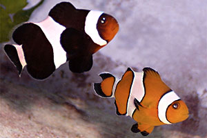 Falscher Clownfisch (Amphiprion ocellaris)