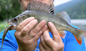 Flussbarsch (Perca fluviatilis) - Copyright: Jürgen Westhauser