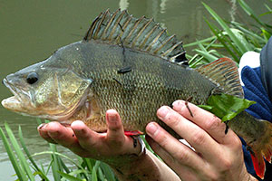 Flussbarsch (Perca fluviatilis)