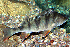 Flussbarsch (Perca fluviatilis)