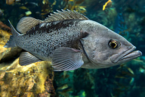 Forellenbarsch