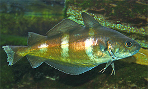 Franzosendorsch (Trisopterus luscus)