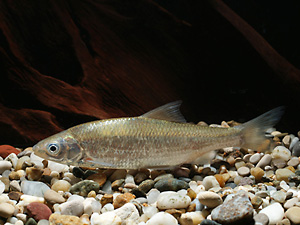 Frauennerfling (rutilus pigus) - Autor:Clemens Ratschan - Copyright:Clemens Ratschan, TB Zauner GmbH