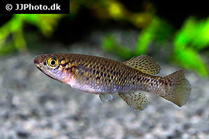 Delta Prachtkärpfling (Fundulopanchax deltaensis)