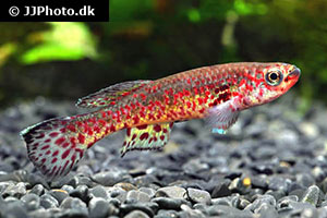 Fundulopanchax gardneri lacustris