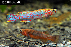 Fundulopanchax gardneri nigerianum
