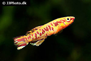 Fundulopanchax gularis
