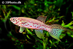 Fundulopanchax kribianus