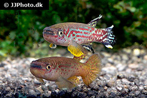 Marmorierter Prachtkärpfling (Fundulopanchax marmoratus 