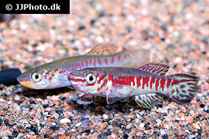 Fundulopanchax puerzli