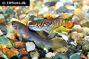Fundulopanchax spoorenbergi