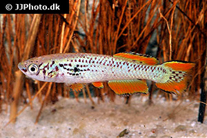 Walkers Prachtkärpfling (Fundulopanchax walkeri)