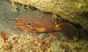 Bildquelle öffnen (Urheber:Matthieu Sontag - Lizenz:CC BY-SA 3.0) Mittelmeer-Seequappe (Gaidropsarus mediterraneus)