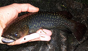 Giant kokopu (Galaxias argenteus) Giant kokopu (Galaxias argenteus)