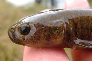 Eldon's galaxias (Galaxias eldoni)
