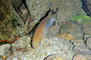 Shortjaw kōkopu (Galaxias brevipinnis) Shortjaw kōkopu (Galaxias brevipinnis)