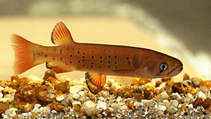 Forellengalaxie (Galaxias truttaceus)