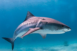 Tigerhai (Jungfisch)