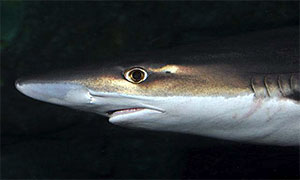 Hundshai (Galeorhinus galeus)