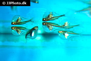 Silberbeilbauchfisch (Gasteropelecus levis)