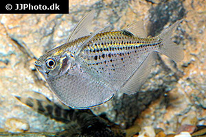 Glasbeilbauchfisch (Gasteropelecus maculatus)