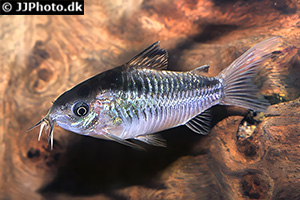 Schraffierter Panzerwels (Gastrodermus elegans)