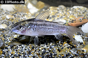 Gastrodermus gracilis