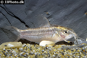 Gastrodermus gracilis