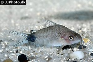 Gastrodermus guapore