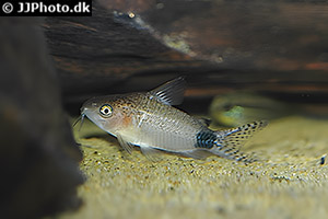 Gastrodermus guapore