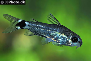 Sichelfleckpanzerwels (Gastrodermus hastatus)