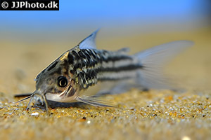 Gastrodermus napoensis