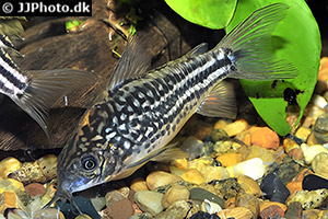 Gastrodermus napoensis