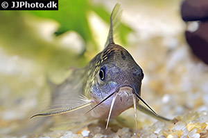 Gastrodermus nijsseni