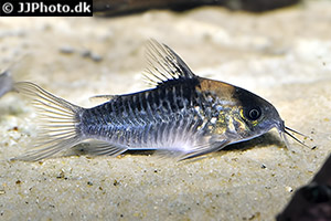 Gastrodermus nijsseni