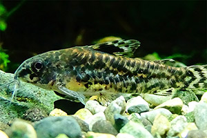 Gefleckter Zwergpanzerwels (Gastrodermus pauciradiatus)
