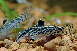 Gefleckter Zwergpanzerwels (Gastrodermus pauciradiatus)