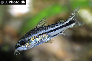 Zwergpanzerwels (Gastrodermus pygmaeus)