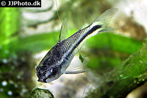 Zwergpanzerwels (Gastrodermus pygmaeus)