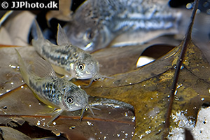 Gewellter Panzerwels (Gastrodermus undulatus)