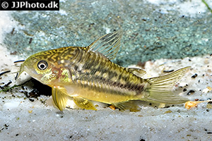 Gewellter Panzerwels (Gastrodermus undulatus)